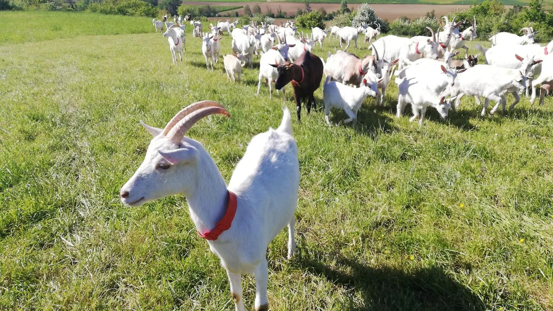 Charmante Cabane A La Ferme, A 15 Min De Moissac Apartamento